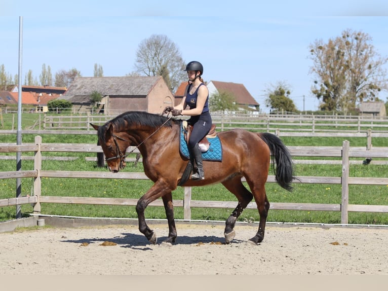 Irish Sport Horse Wallach 10 Jahre 182 cm Brauner in Pepingen
