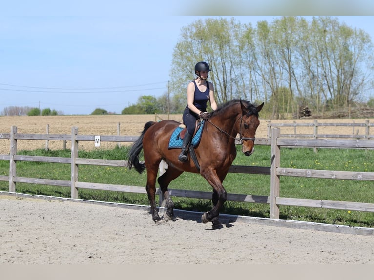 Irish Sport Horse Wallach 10 Jahre 182 cm Brauner in Pepingen