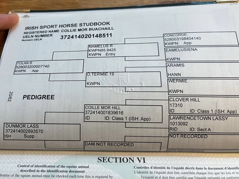 Irish Sport Horse Wallach 10 Jahre Rappe in Wächtersbach