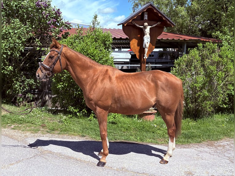Irish Sport Horse Wallach 11 Jahre 155 cm Dunkelfuchs in Schwäbisch Gmünd