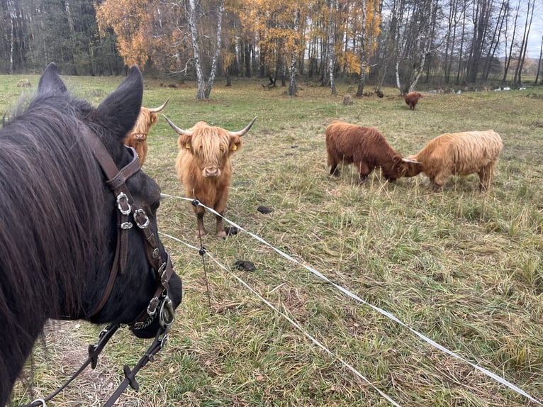 Irish Sport Horse Mix Wallach 11 Jahre 157 cm Schecke in Lanškroun