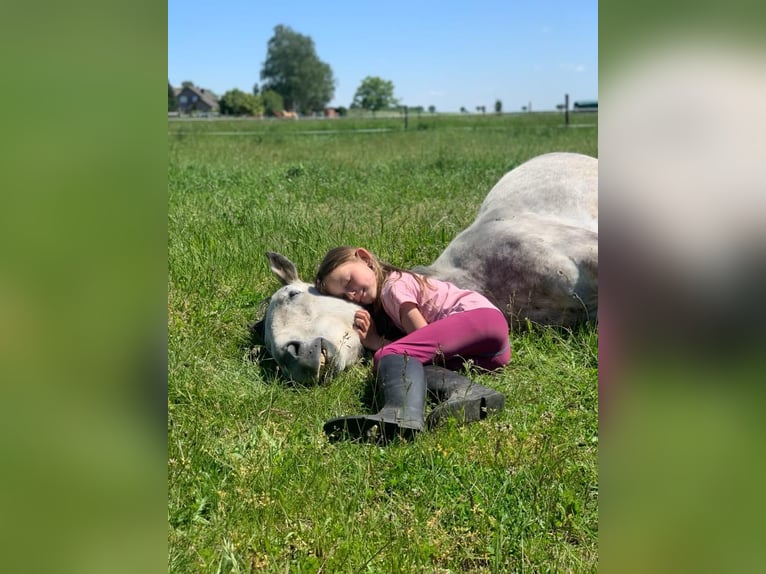 Irish Sport Horse Wallach 11 Jahre 160 cm Apfelschimmel in GangeltGangelt