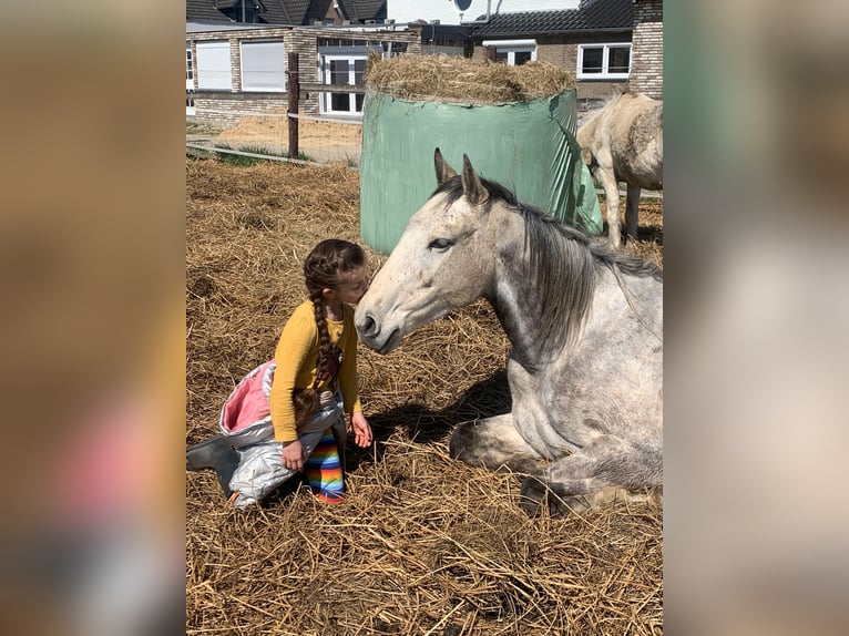 Irish Sport Horse Wallach 11 Jahre 160 cm Apfelschimmel in GangeltGangelt