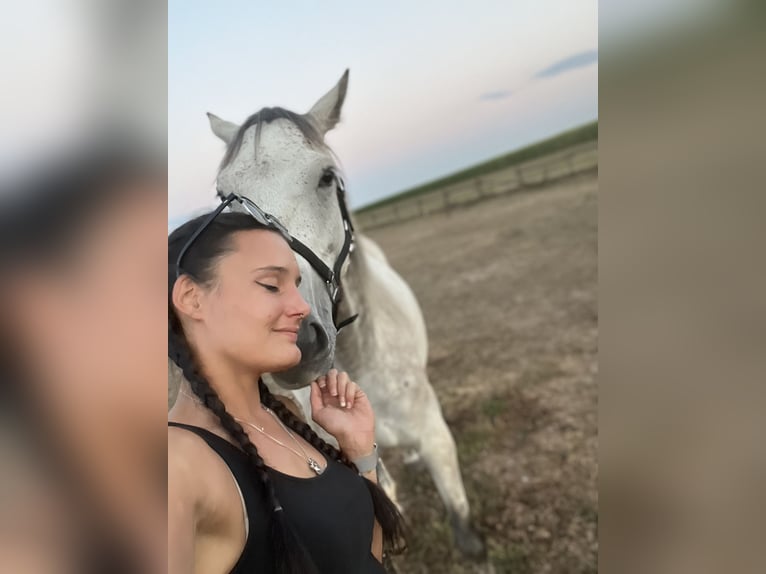 Irish Sport Horse Wallach 11 Jahre 160 cm Apfelschimmel in GangeltGangelt
