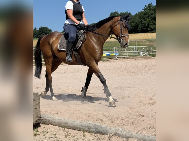 Irish Sport Horse Wallach 11 Jahre 162 cm Dunkelbrauner in Se&#xDF;lach