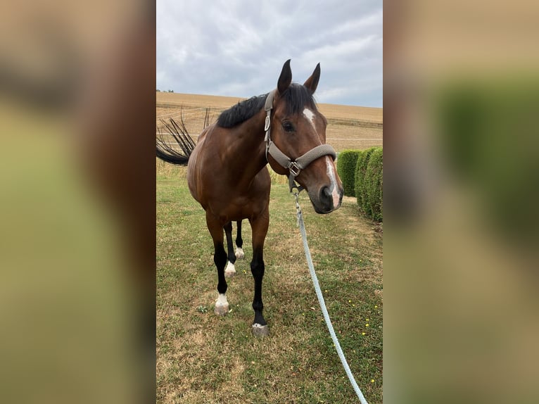 Irish Sport Horse Wallach 11 Jahre 162 cm Dunkelbrauner in Se&#xDF;lach