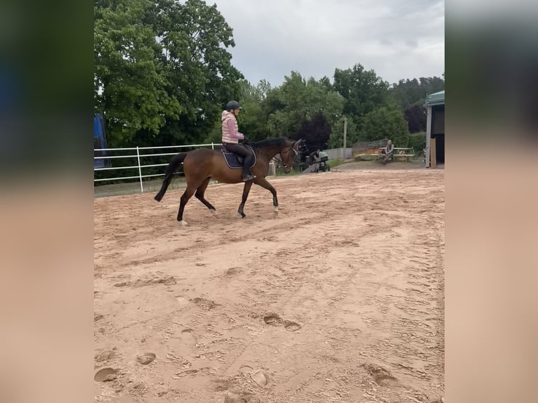 Irish Sport Horse Wallach 11 Jahre 162 cm Dunkelbrauner in Se&#xDF;lach