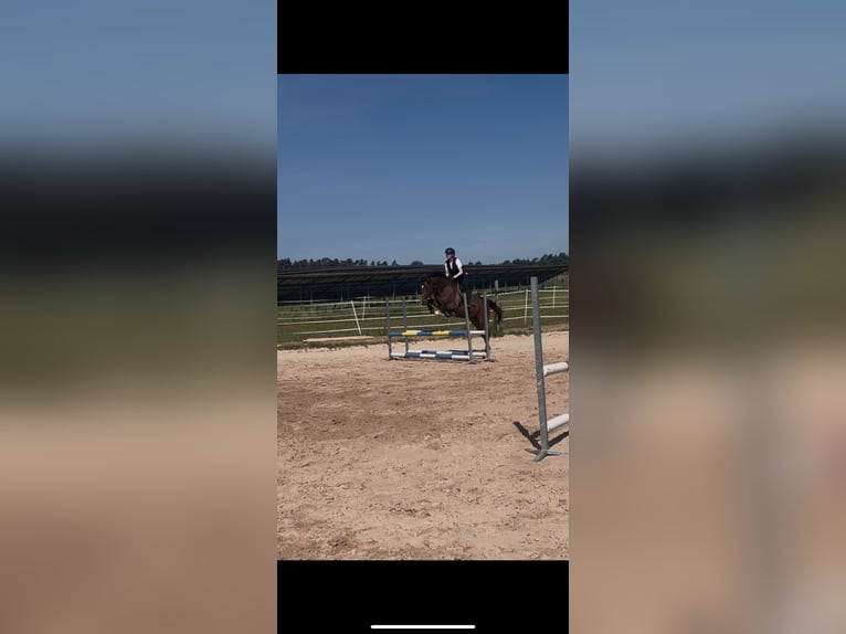 Irish Sport Horse Wallach 11 Jahre 162 cm Dunkelbrauner in Se&#xDF;lach