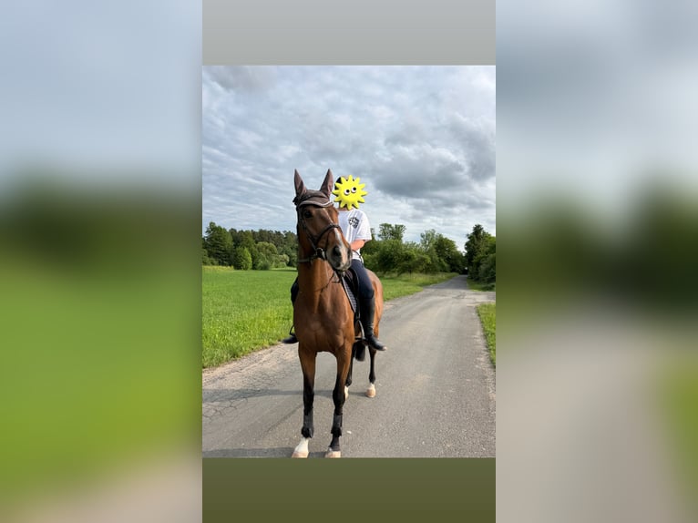 Irish Sport Horse Wallach 11 Jahre 162 cm Dunkelbrauner in Se&#xDF;lach