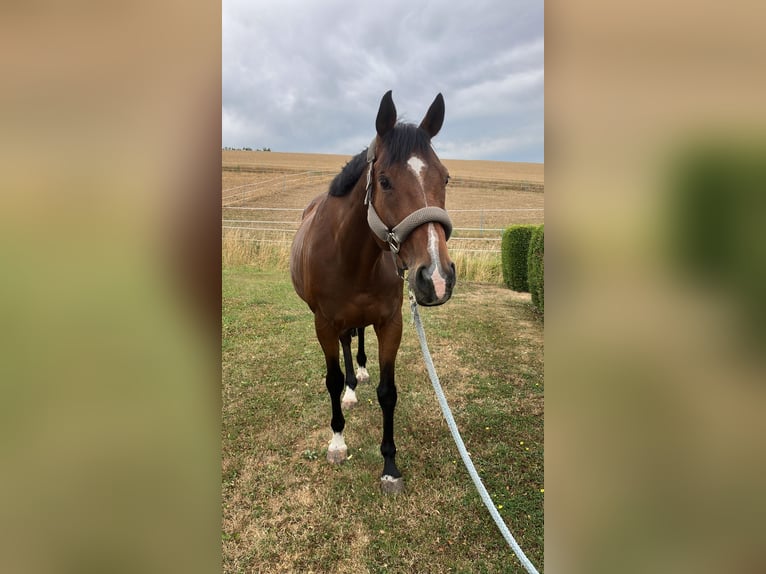 Irish Sport Horse Wallach 11 Jahre 162 cm Dunkelbrauner in Se&#xDF;lach