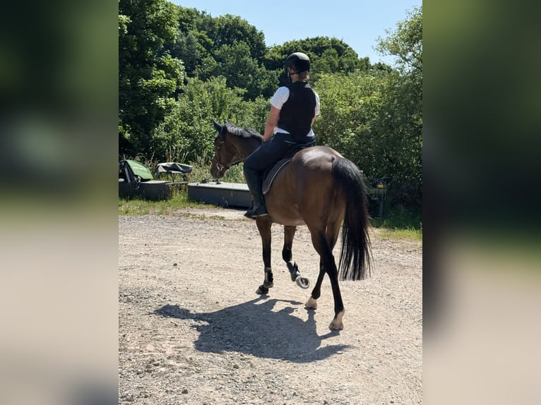 Irish Sport Horse Wallach 11 Jahre 162 cm Dunkelbrauner in Se&#xDF;lach