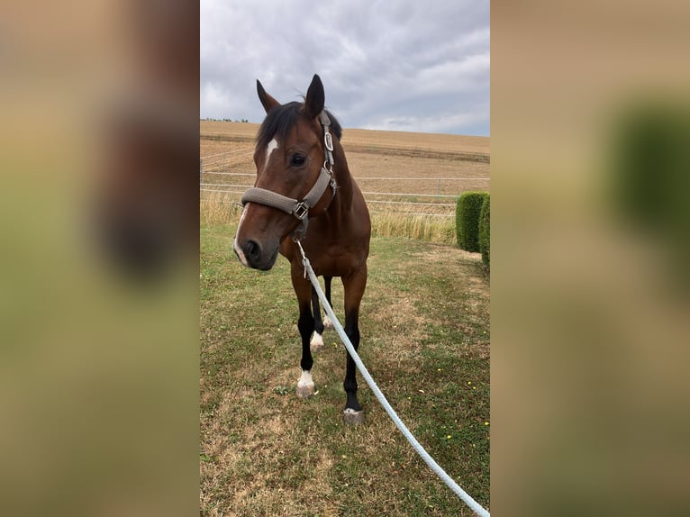 Irish Sport Horse Wallach 11 Jahre 162 cm Dunkelbrauner in Se&#xDF;lach