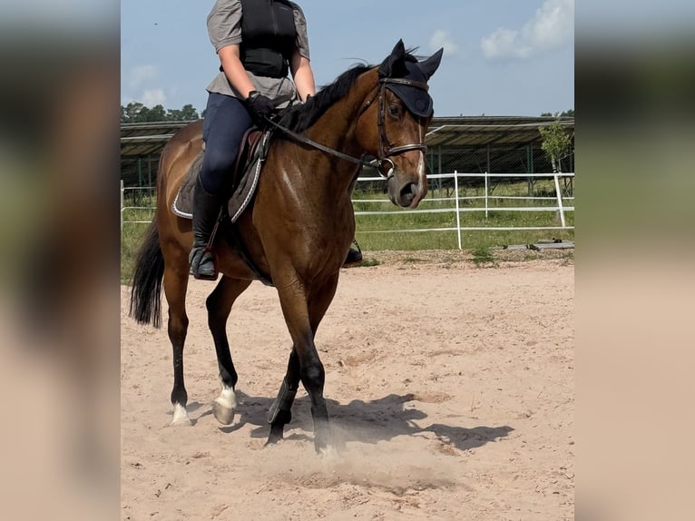 Irish Sport Horse Wallach 11 Jahre 162 cm Dunkelbrauner in Se&#xDF;lach