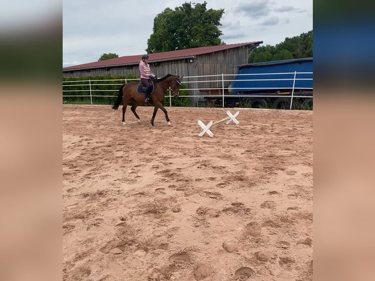 Irish Sport Horse Wallach 11 Jahre 162 cm Dunkelbrauner in Se&#xDF;lach