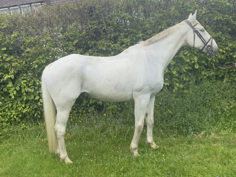 Irish Sport Horse Wallach 11 Jahre 164 cm Schimmel in Elze Esbeck