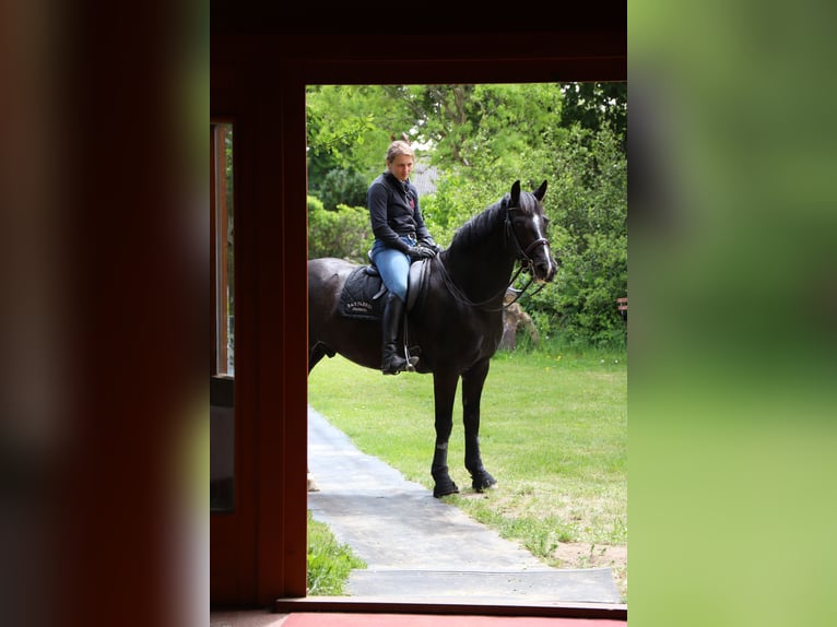 Irish Sport Horse Wallach 11 Jahre 165 cm Rappe in Bergen