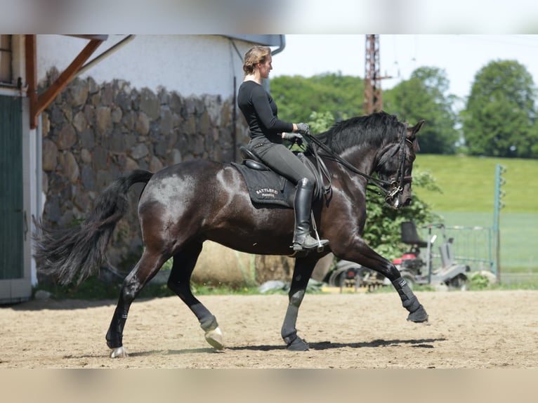 Irish Sport Horse Wallach 11 Jahre 165 cm Rappe in Bergen