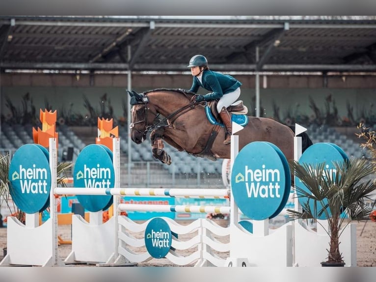 Irish Sport Horse Wallach 11 Jahre 165 cm Rappe in Neum&#xFC;nster