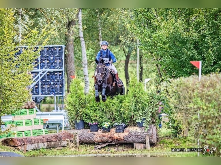Irish Sport Horse Wallach 11 Jahre 165 cm Rappe in Neum&#xFC;nster