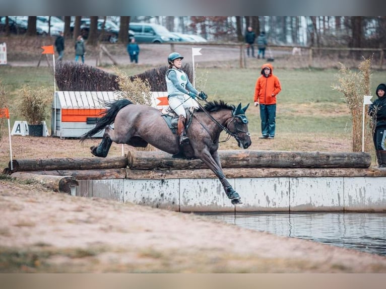 Irish Sport Horse Wallach 11 Jahre 165 cm Rappe in Neum&#xFC;nster