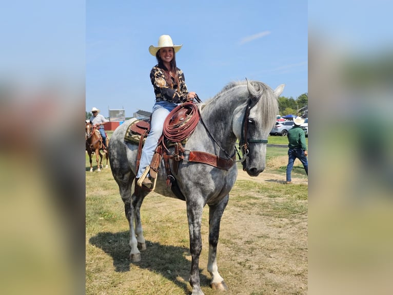Irish Sport Horse Wallach 11 Jahre 168 cm Schimmel in Edenton