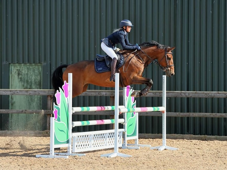 Irish Sport Horse Mix Wallach 11 Jahre 169 cm Rotbrauner in Ayrshire