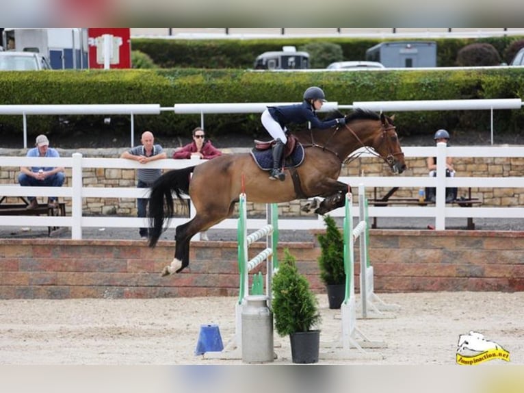 Irish Sport Horse Wallach 11 Jahre 171 cm Dunkelbrauner in Vechta