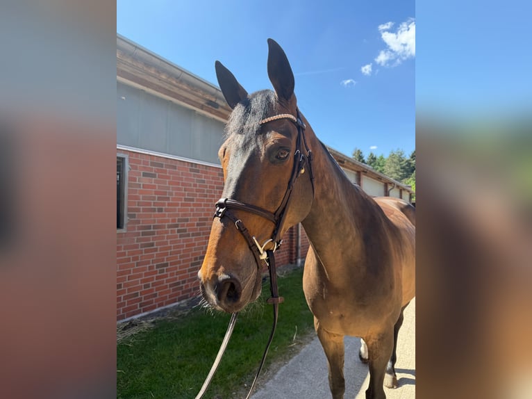 Irish Sport Horse Wallach 11 Jahre 171 cm Dunkelbrauner in Vechta