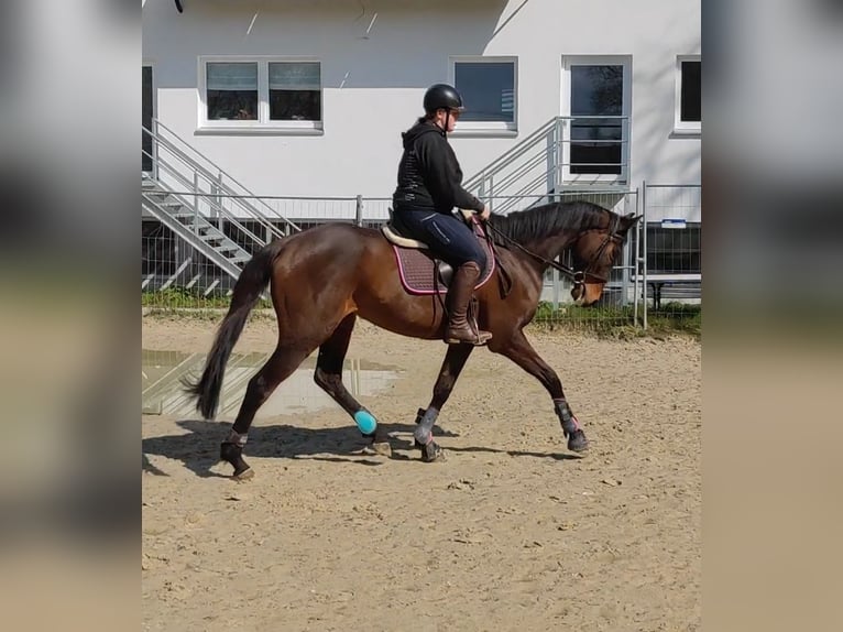Irish Sport Horse Wallach 11 Jahre 172 cm Brauner in Vossheide