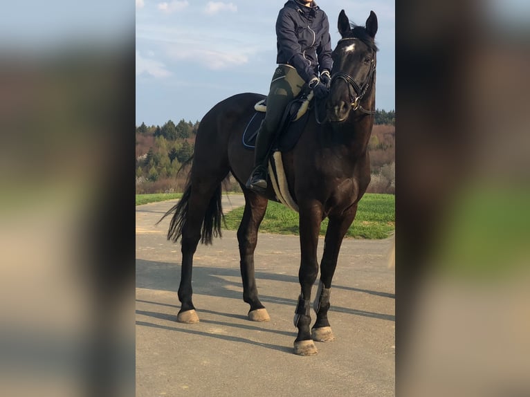 Irish Sport Horse Wallach 11 Jahre 172 cm Rappe in Hofheim am Taunus