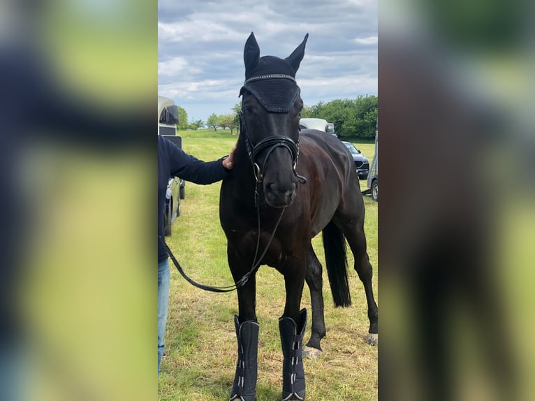 Irish Sport Horse Wallach 11 Jahre 172 cm Rappe in Hofheim am Taunus