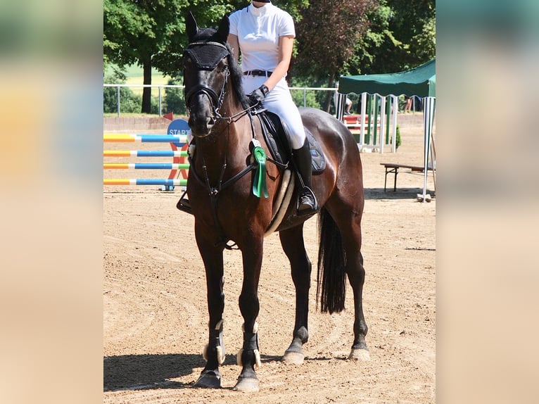 Irish Sport Horse Wallach 11 Jahre 172 cm Rappe in Hofheim am Taunus