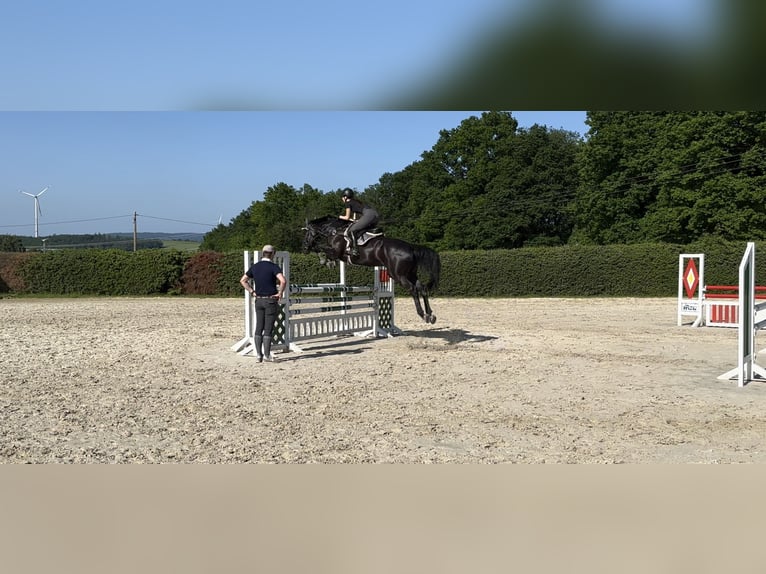 Irish Sport Horse Wallach 11 Jahre 172 cm Rappe in Hofheim am Taunus