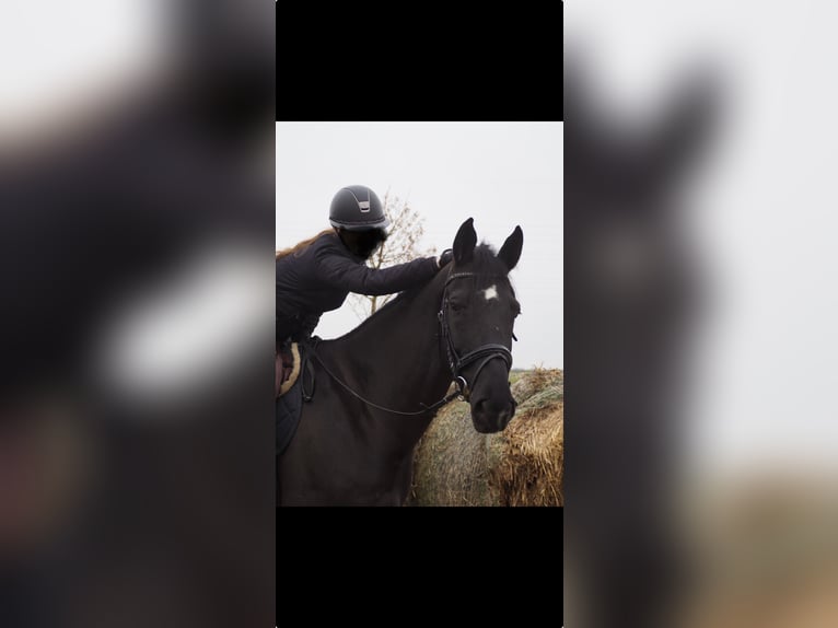 Irish Sport Horse Wallach 11 Jahre 172 cm Rappe in Hofheim am Taunus