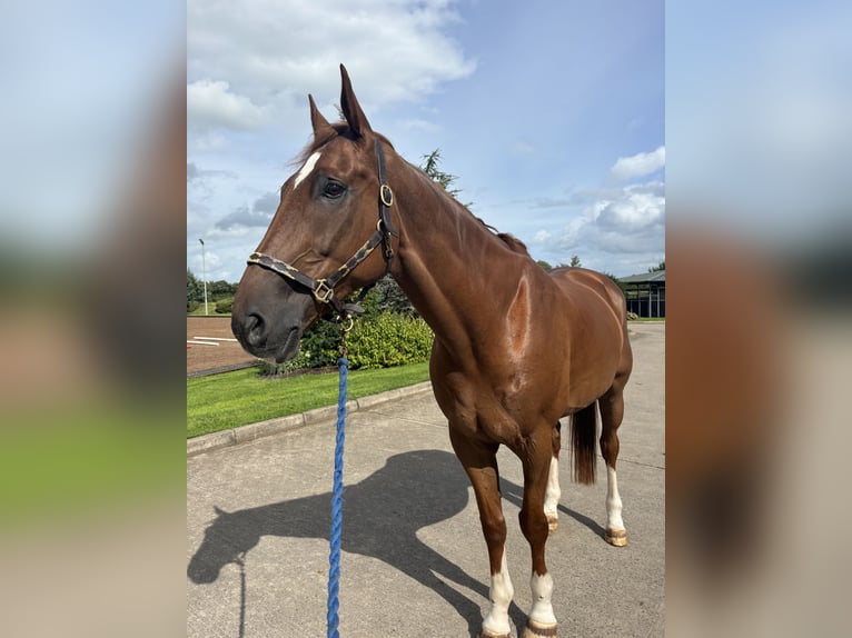Irish Sport Horse Wallach 11 Jahre 173 cm Dunkelfuchs in Templepatrick