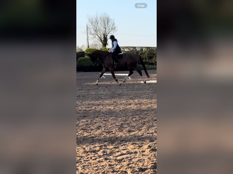 Irish Sport Horse Wallach 11 Jahre 173 cm Dunkelfuchs in Templepatrick