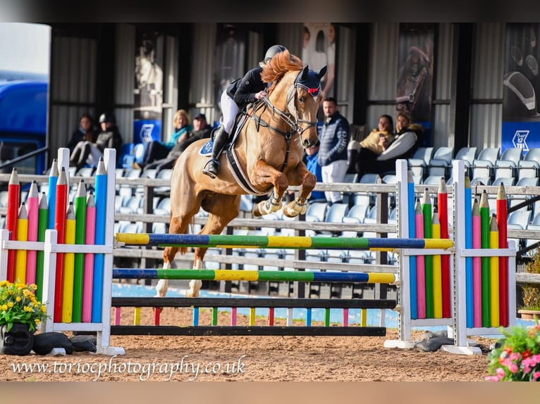 Irish Sport Horse Wallach 11 Jahre 173 cm Dunkelfuchs in Templepatrick