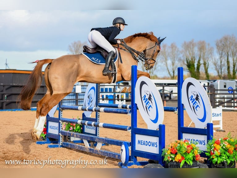 Irish Sport Horse Wallach 11 Jahre 173 cm Dunkelfuchs in Templepatrick