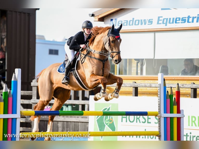 Irish Sport Horse Wallach 11 Jahre 173 cm Dunkelfuchs in Templepatrick