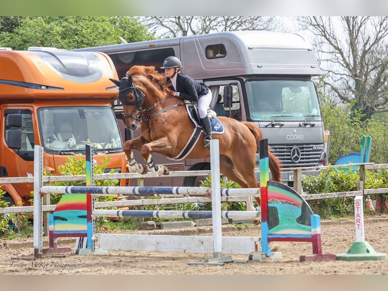 Irish Sport Horse Wallach 11 Jahre 173 cm Dunkelfuchs in Templepatrick