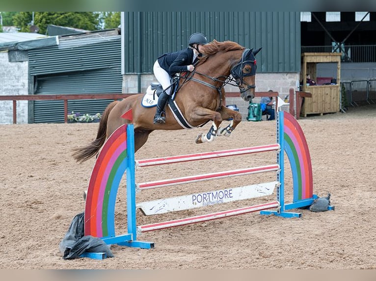 Irish Sport Horse Wallach 11 Jahre 173 cm Dunkelfuchs in Templepatrick