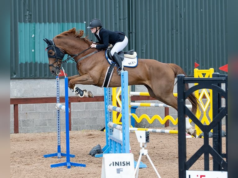 Irish Sport Horse Wallach 11 Jahre 173 cm Dunkelfuchs in Templepatrick