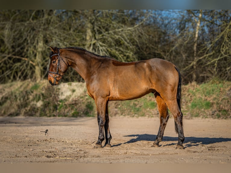 Irish Sport Horse Wallach 11 Jahre 175 cm Brauner in Moormerland