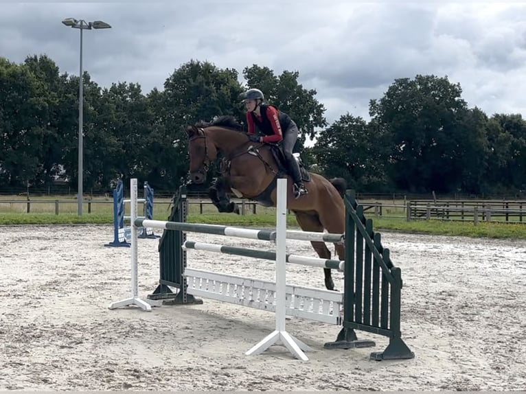 Irish Sport Horse Wallach 11 Jahre 175 cm Brauner in Moormerland