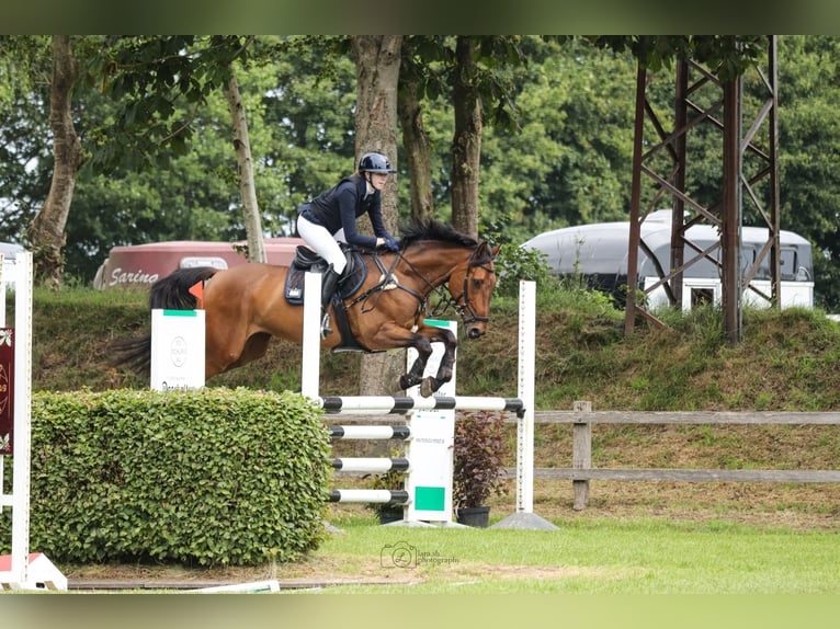 Irish Sport Horse Wallach 11 Jahre 175 cm Brauner in Moormerland