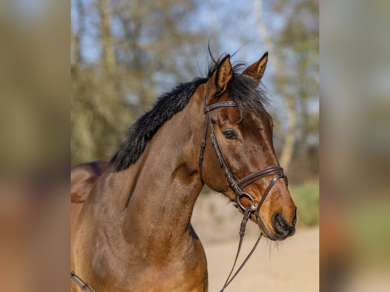 Irish Sport Horse Wallach 11 Jahre 175 cm Brauner in Moormerland