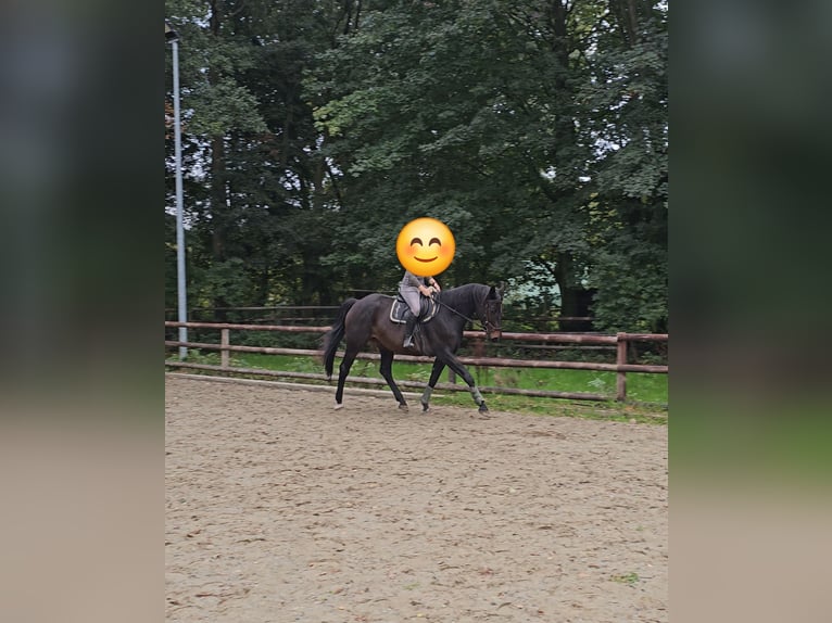 Irish Sport Horse Wallach 11 Jahre 176 cm Dunkelbrauner in Sulingen Irish Sport Horse Wallach 11 Jahre 176 cm Dunkelbrauner in Sulingen