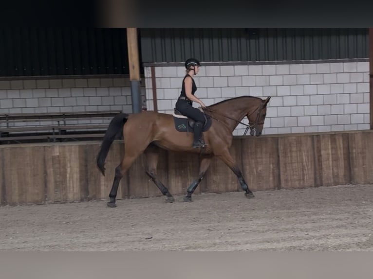 Irish Sport Horse Wallach 11 Jahre 183 cm Brauner in Oud Gastel