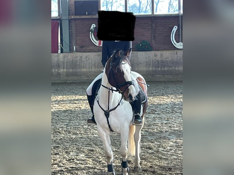 Irish Sport Horse Wallach 12 Jahre 152 cm Schecke in Pulheim