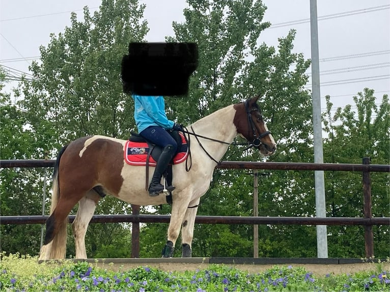 Irish Sport Horse Wallach 12 Jahre 152 cm Schecke in Pulheim